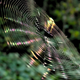 Illustration for article titled io9 Newsstand: Would You Enter A Psychotropic Spider Web To Save Your Son From Sin?